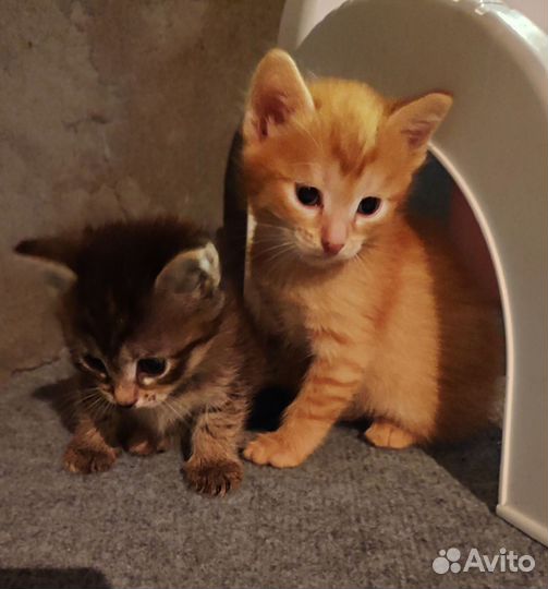 Котята в добрые руки бесплатно