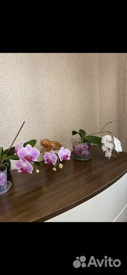 Орхидея в горшке
