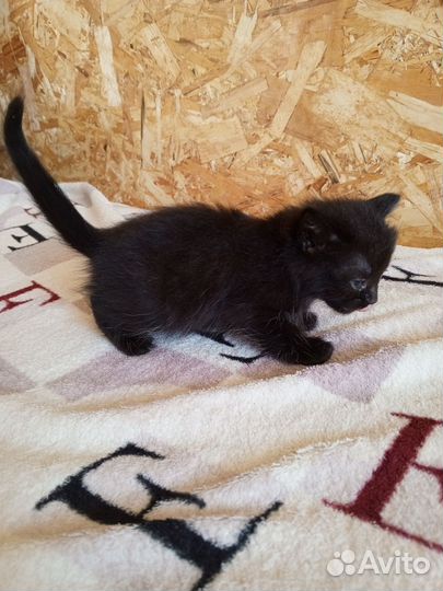 Кошки в добрые руки бесплатно