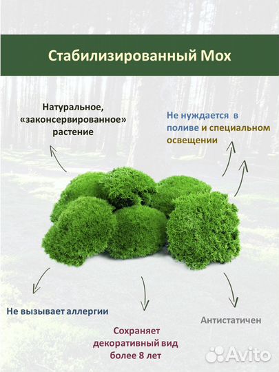 Панно из стабилизированного мха GardenGo