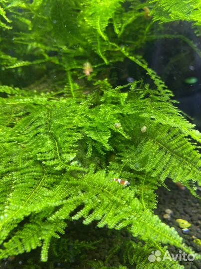 Креветки красный кристалл