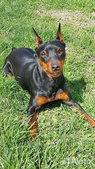 Кобелёк для вязки