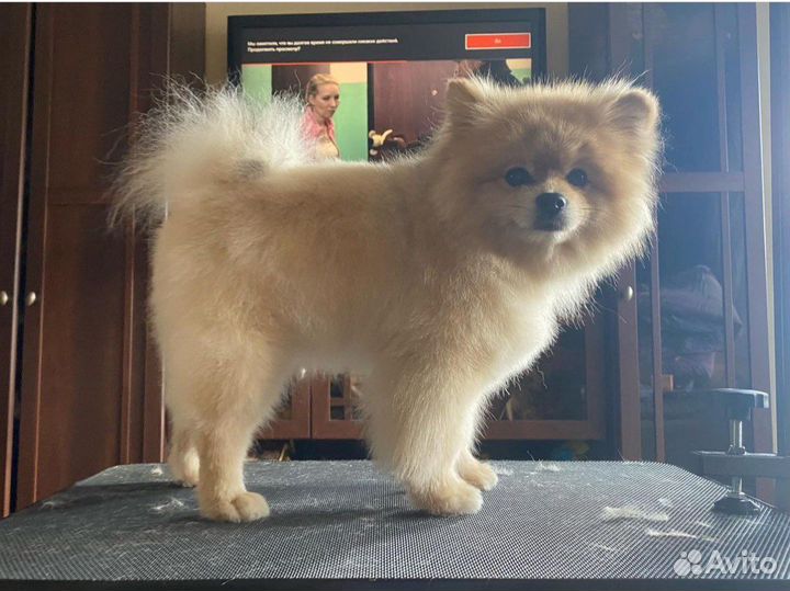 Стрижка собак