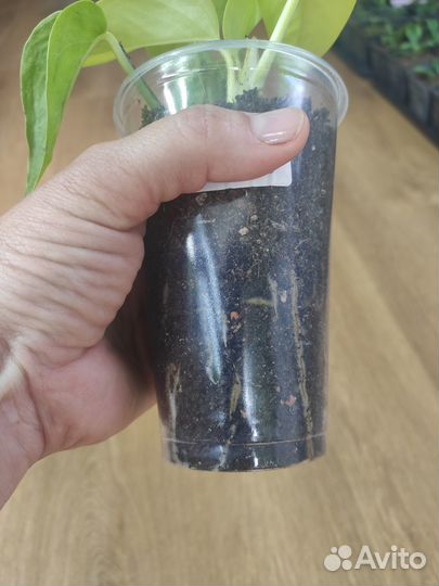 Сциндапсус неон