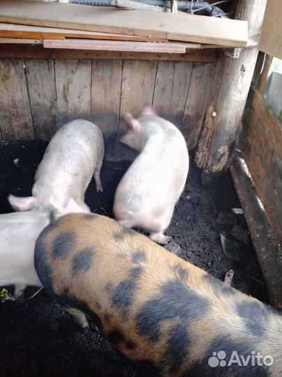 Свиньи две штуки