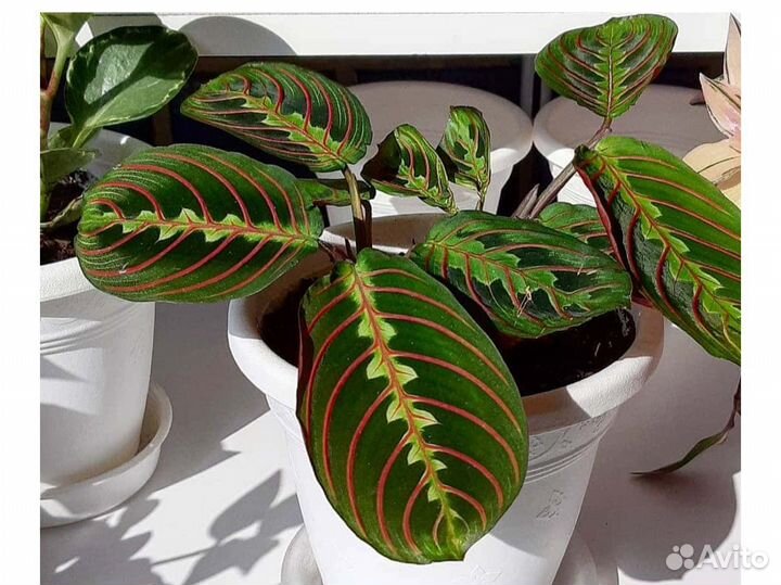 Маранта триколор