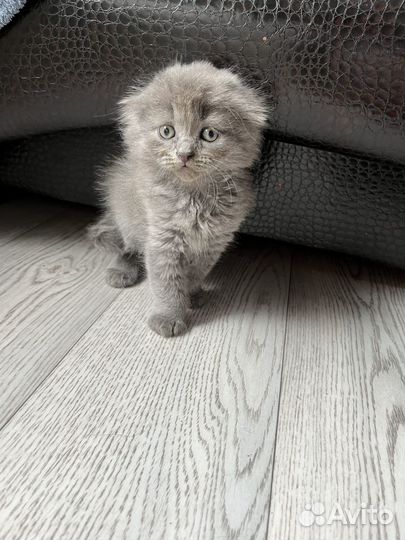 Вислоухие котята в добрые руки