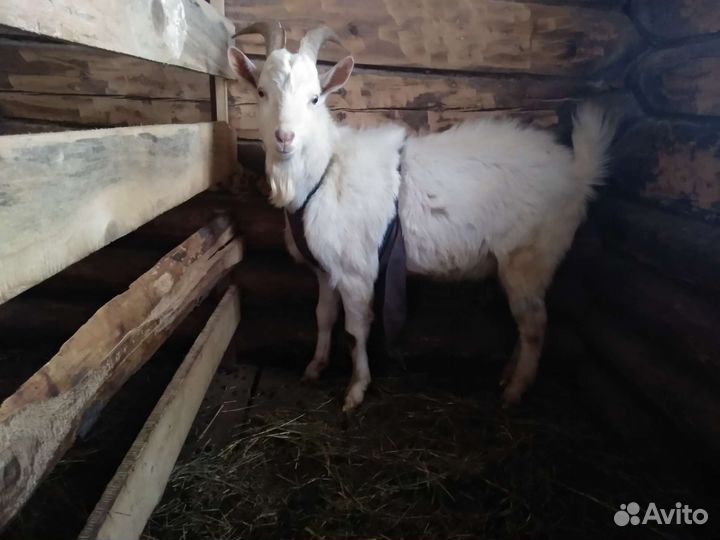 Козел зааненский