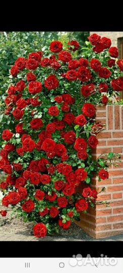 Саженцы плодовых деревьев