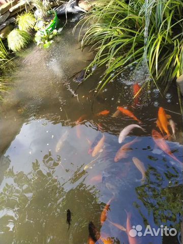 Декоративные цветные рыбки в пруд