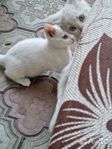 Котята от бенгальской кошки объявление продам