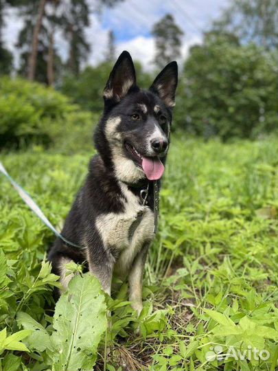 Хаски бесплатно