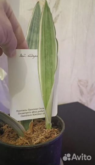 Сансевиерия сортовая