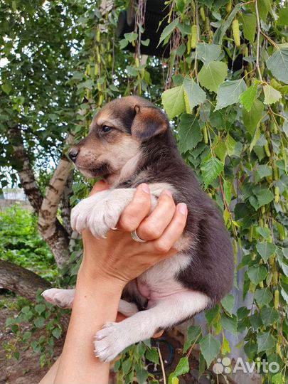 Щеночек-лапушочек бесплатно