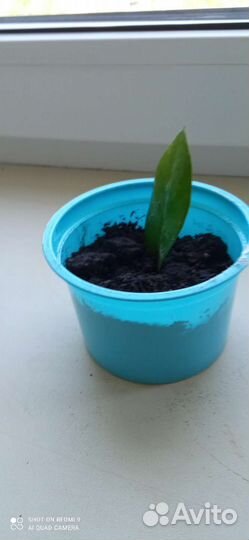 Замиокулькас, Сансивьерия