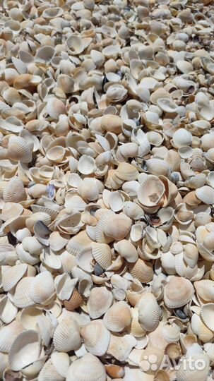 Морские ракушки гребешки