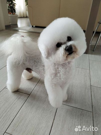 Бишон фризе вязка