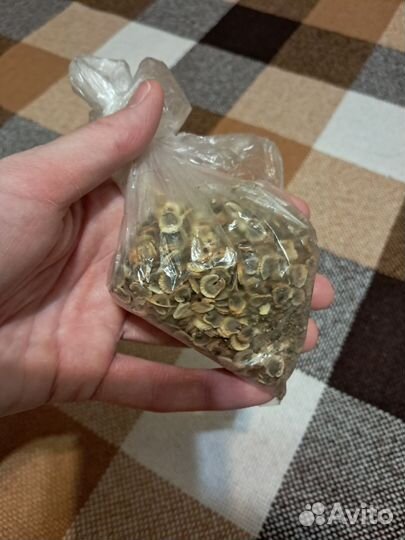 Мальва семена разноцветная