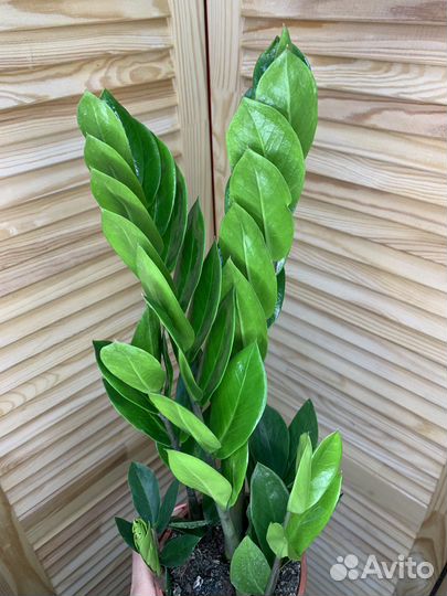 Замиокулькас