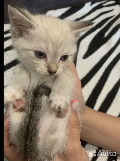 Сиамские котята