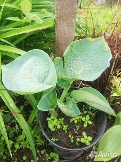 Саженцы хосты