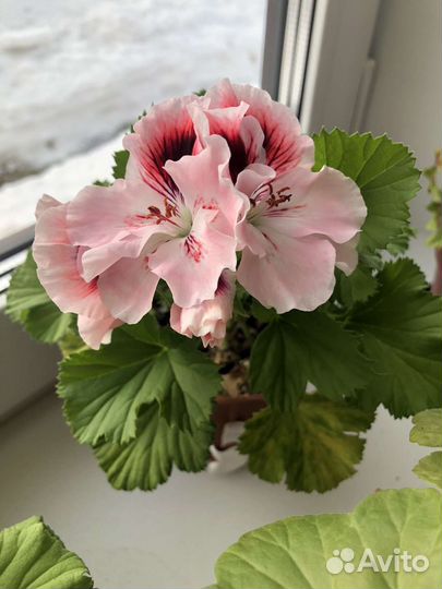 Пеларгония (герань) королевская