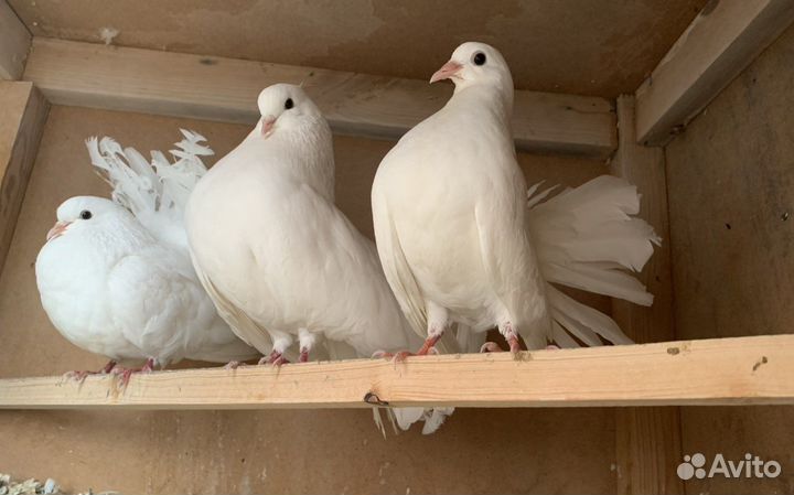 Голуби