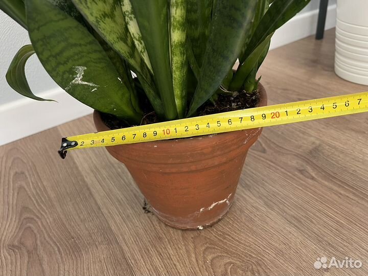 Сансевиерия зейланика 70 см