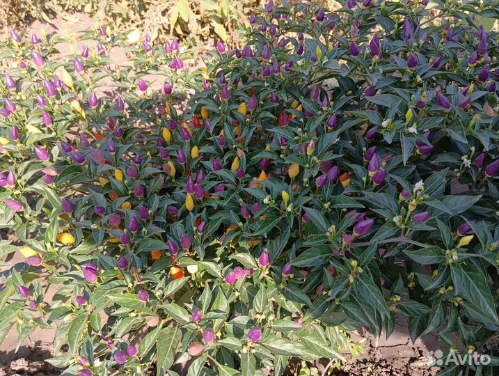 Перец огонек