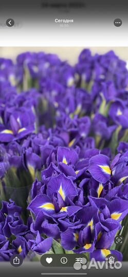 Букет цветов ирисы