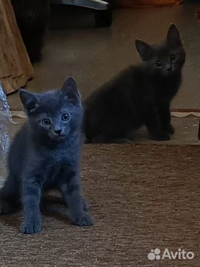 Котята
