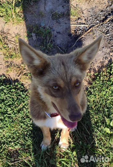 Собаки бесплатно