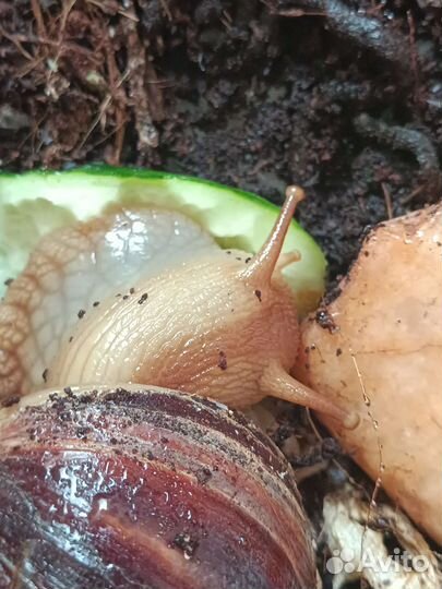 Аквариум с улитками в подарок