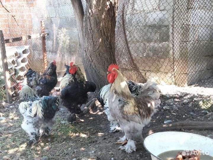 Петухи породы Брама