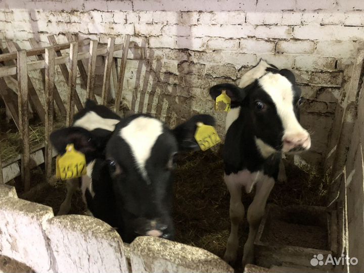 Бычки на откорм