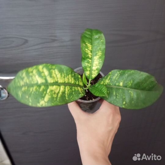 Кодиеум кротон