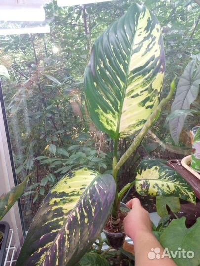 Диффенбахия разные сорта