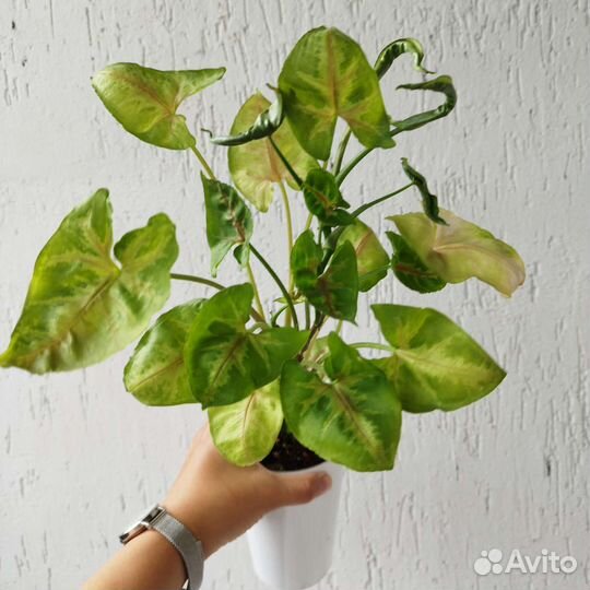 Сингониум Тиффани