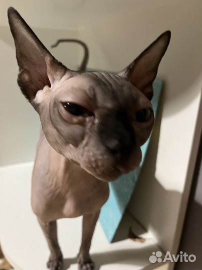 Канадский сфинкс