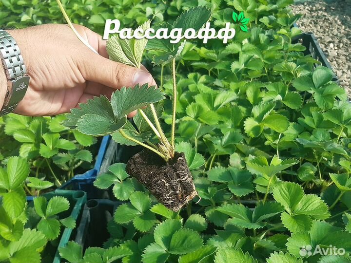 Рассада клубники. Лучшие сорта