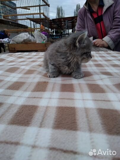 Котик сибирский