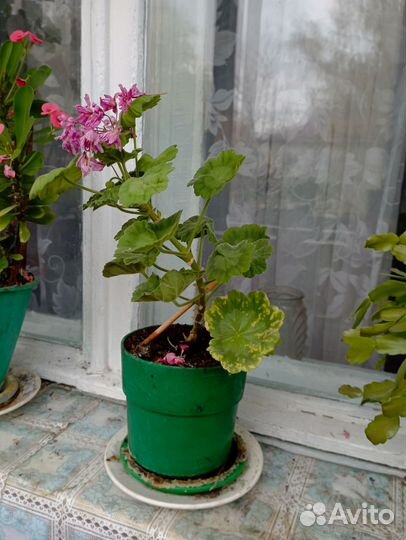 Пеларгония герань