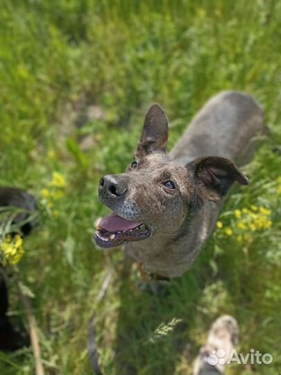 Помощник в приюте для собак