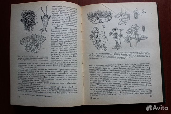 Горленко М.В. Курс низших растений