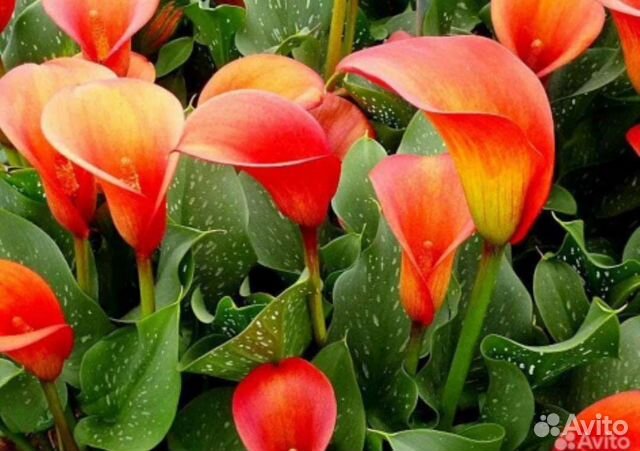 Клубни каллы, георгин, гладиолус