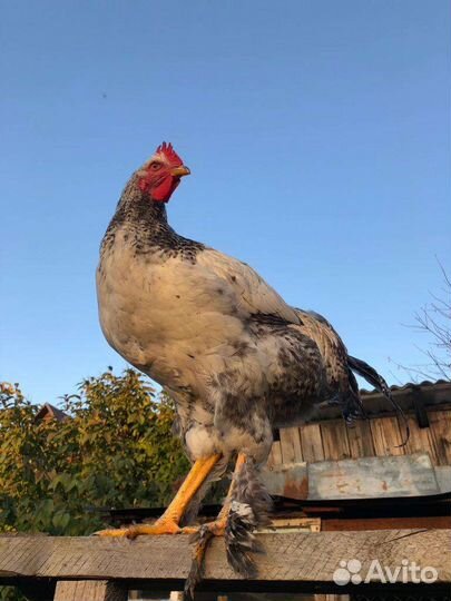 Петухи породы Лакеданзи, Синь-Синь-Дянь, Брама