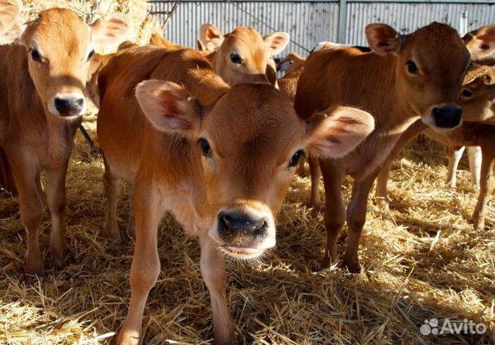 Коровы чистокровной джерсийской породы