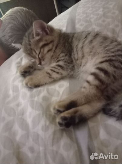 Кошка в дар бесплатно