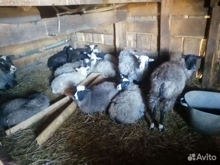 Овцы бараны ягнята романовские