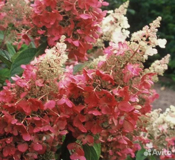 Гортензия метельчатая